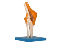 Education Training Human Anatomy Model Elbow Hip Knee Foot Joint With Ligament