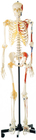 Promotion Human Skeleton with one-side Painted Muscles Human Anatomy Model