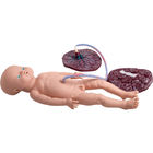 Medical Delivery Realistic Childbirth Simulator Childbirth Education Models