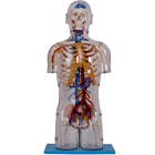Transparent Torso Human Anatomy Model With Neural And Vascular Structures
