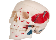 Adult Skull Muscle Coloring Model Which Can Be Separate Into 3 Parts