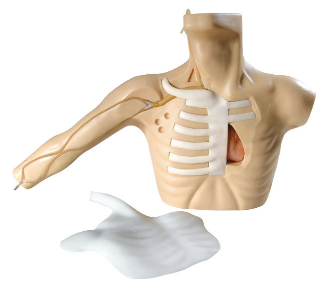 china picc line health care simulation adult torso with arm for central veinpuncture supplier