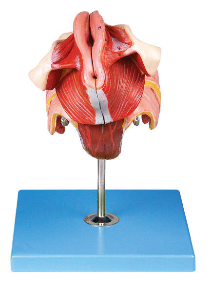Female Genital Organs Model with 40 Positions are Displayed for