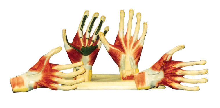 Hand Anatomy Palm