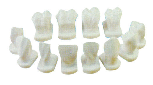 12 kinds of tooth morphology model for anatomical dental patient tooth morphology