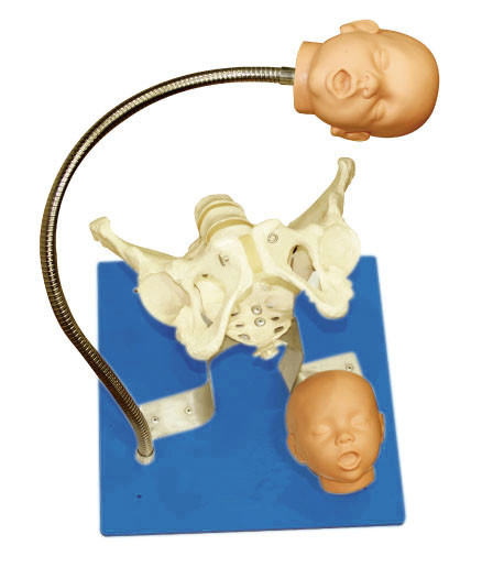 CE approval Gynecologic Simulator pelvis with fetus heads for education tool