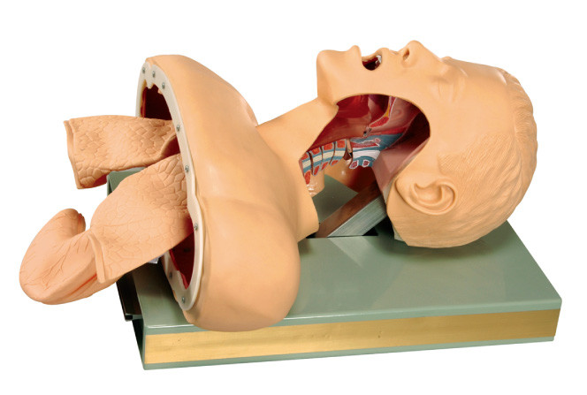 Human Tracheal Resuscitation Manikin with Electronic Alarm For Training and Teaching