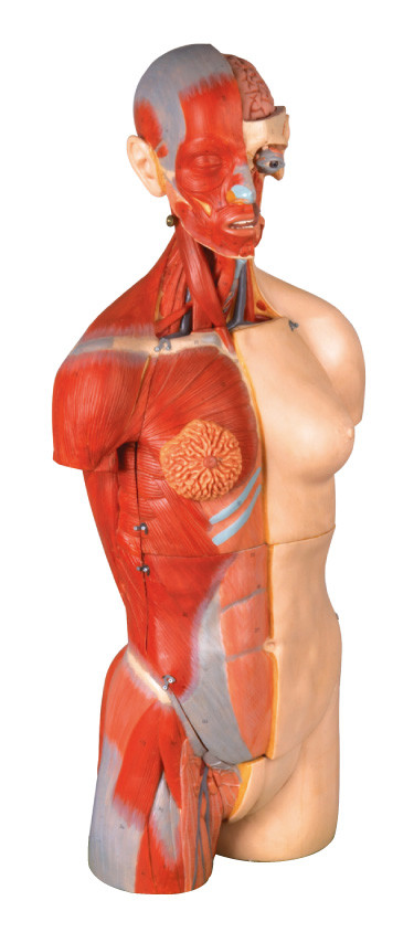 32 parts dual sex torso Human Anatomy Model 85cm Internal orangs with open back