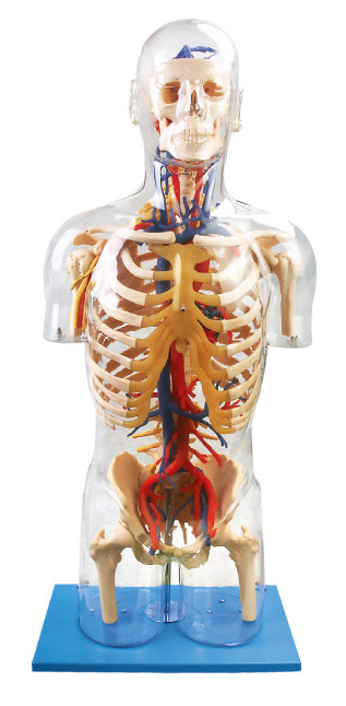 Internal orangs visible Human Anatomy Model Main neural and vascular  education doll