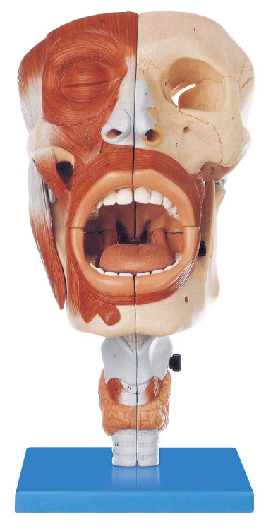 Environmental friendly PVC Human Anatomy Model Nasal ,Oral 113 position displayed training model