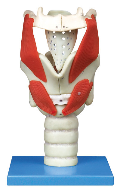 24 position displayed larynx  Human anatomy Model for University education