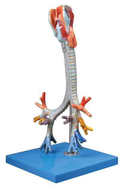 CE approved quality Human Anatomy Model Trachea ,bronchial training doll