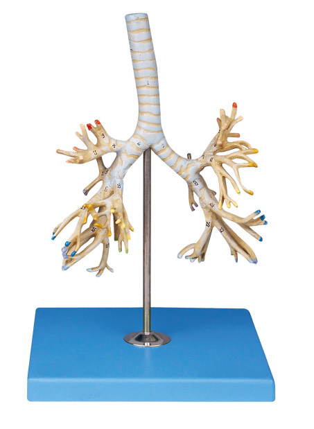 Advanced PVC Human Anatomy Model bronchial tree 50 positions dispalyed for Colleage training