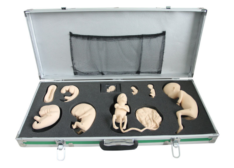 Portable Box with Fetal Model for Observation and Study of Embryonic Development