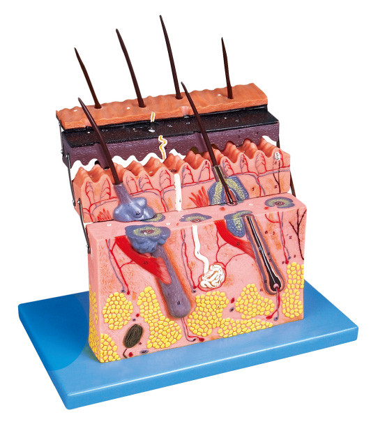 Skin section  Human  Anatomy Model shows layers of skin  for anatomy structure demonstrate