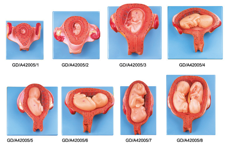 8 parts embryonic development  Human  Anatomy Model  from first to the seventh month pregnancy
