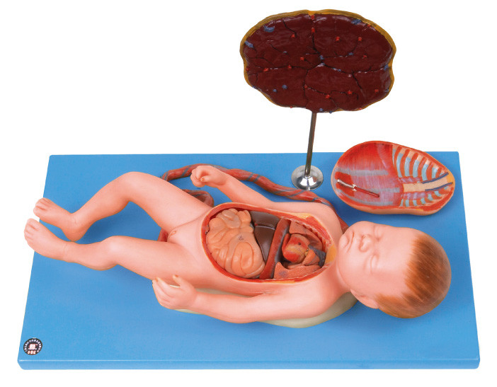 Human  Anatomy Model Fetus with viscus and placenta,umbilical cord ,internal organs