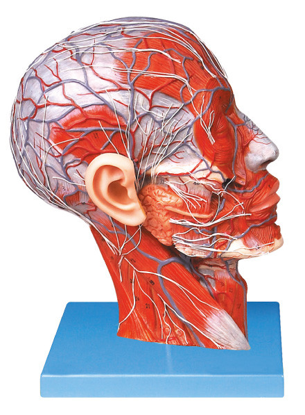 Advanced PVC Half Head with Vessels and Nerve Human Anatomy Model for Schools Training