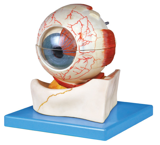 Seven parts eye Human Anatomy model with a base for laboratory training