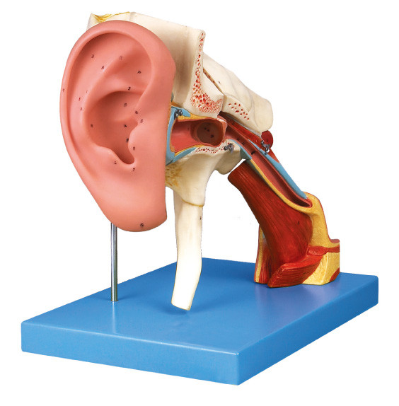 Enlarged  Ear Human Anatomy model with removable pars for shool training