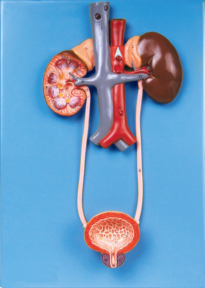 Urinary System Model with 30 Positions are Displayed for Schools Learning