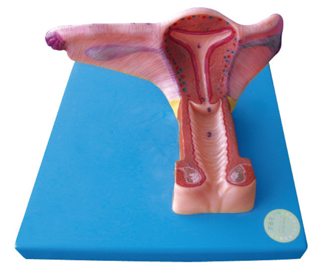 Female Inner Genital human Organ Model with 19 Positions are Displayed for Training
