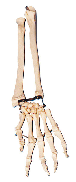 Palm Bone with Elbow - bone and radial bone arm Anatomy model training tool