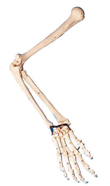 Life size Anatomy Arm Model / Human Anatomy model for laboratory training