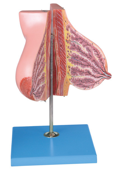 Mammary Gland Model about Lactation / Human Anatomy Model for Medical Schools Training