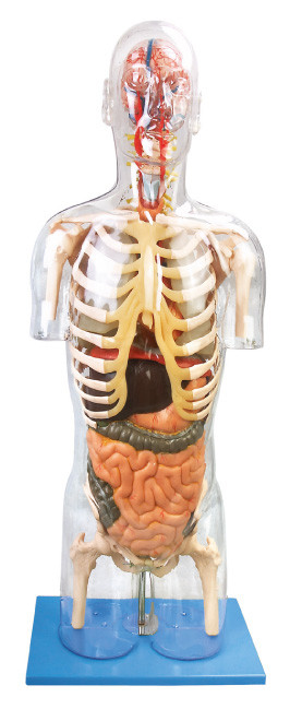 Human Anatomy Model Transparent Troso Advanced PVC education tool for training