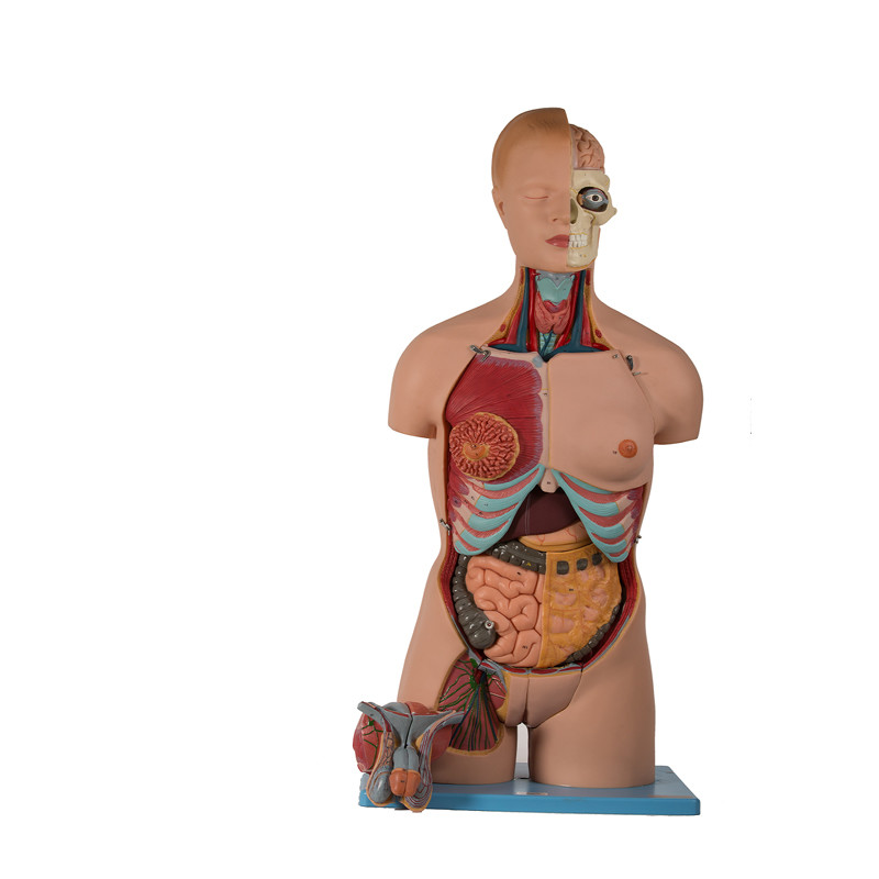 20 Parts Torso PVC Human Anatomical Model With Head Open