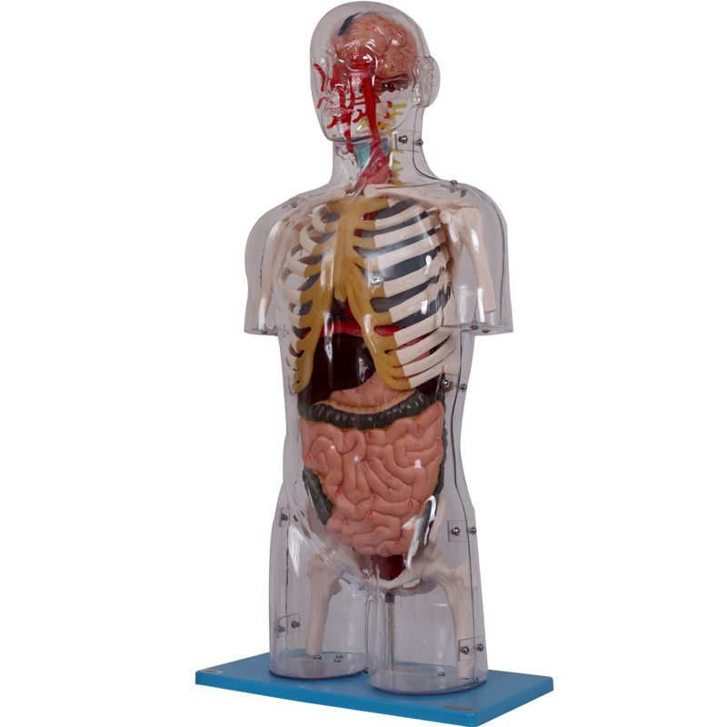 PVC Internal Organs Transparent Torso For College Training
