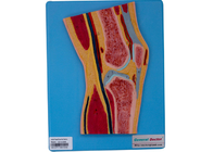 Human Anatomy Knee Joint Section Model for School Education Training