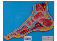 Human Foot Section Anatomy Model with Stand for School Training