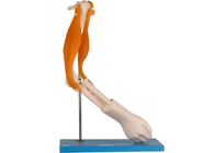 Anatomical Elbow Joint Model with Functional Muscles for School Training