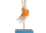Education Training Human Anatomy Model Elbow Hip Knee Foot Joint With Ligament