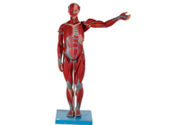 Heavy and High Male Anatomical Muscle Model with Internal Organs