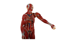 Education Training Human Torso Anatomy Model With Internal Organs Open Back
