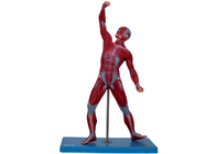 Medical School Training Male Muscles Anatomy Model With Stand