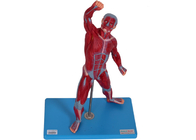 Medical School Training Male Muscles Anatomy Model With Stand