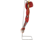 Arm PVC Human Anatomy Model With Main Vessels Nerves