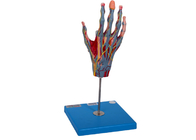 School Teaching Hand Anatomy Model With Muscle Main Vessels Nerves