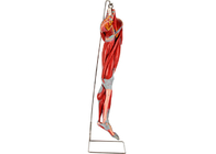 PVC Muscle Leg Anatomy Model With Main Vessels Nerves For Training