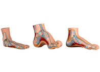 Normal / Flat / Arched Anatomical Foot Model For Medical Training