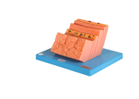 Hospitals Training PVC Stomach Human Anatomy Model With Layers Structure