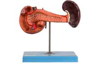 PVC Anatomical Pancreas Spleen Duodenum Model For Hospitals Teaching