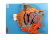 Median Sagittal Human Anatomy Model Nasal Cavity Section For Magnified Training