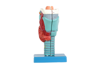 2 Parts Laryngeal Internal Structures Human Anatomy Model For School Training