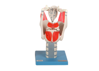 Functional Larynx Model For Simulating Opened / Closed Glottis