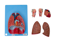 Larynx Heart Lung Blood Vessels Human Anatomy Model For Training